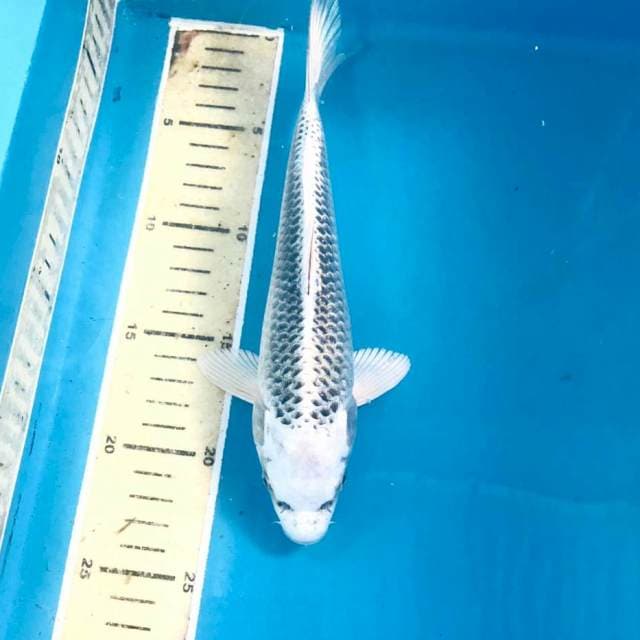 Gin Matsuba, 24 cm
