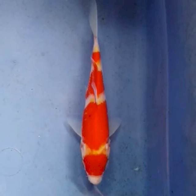 Kohaku minion