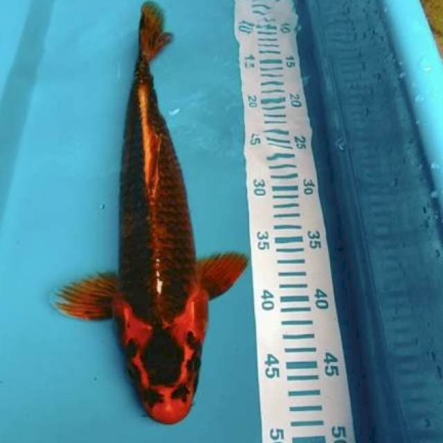 YAMATONIShIKI 40cm