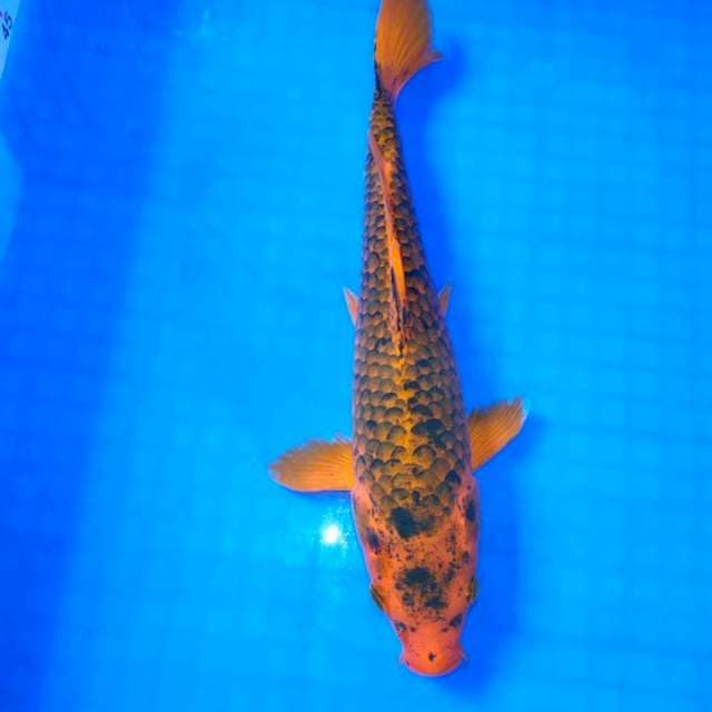 Antique jinak 33cm
