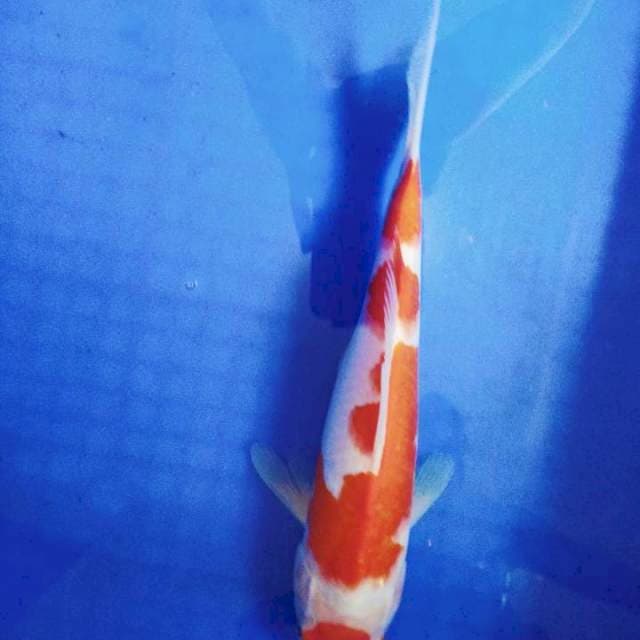 Maruten kohaku 29cm