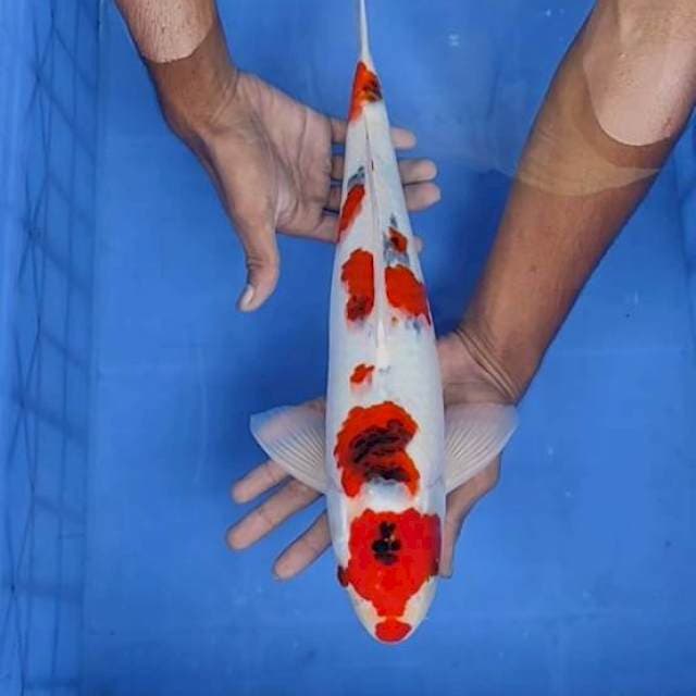 Sanke41 cm