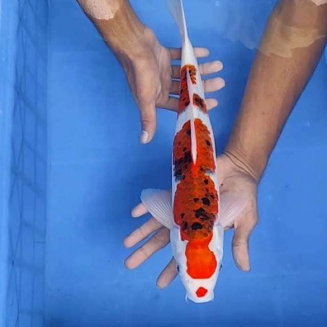 Gosiiki 38cm