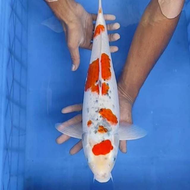 Gosiki 43cm
