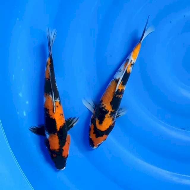Duo Showa 30cm