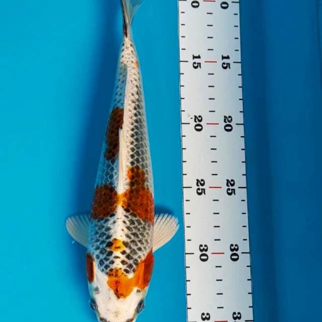 Good kujaku 25cm
