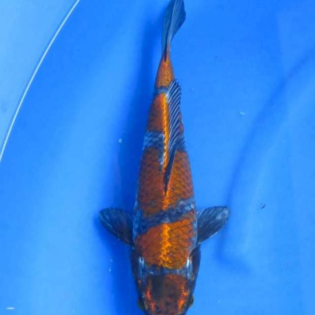 Kogane ochiba 31cm