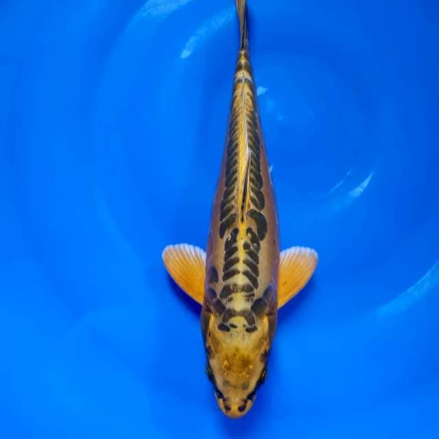 Kin kiko 34cm HQ