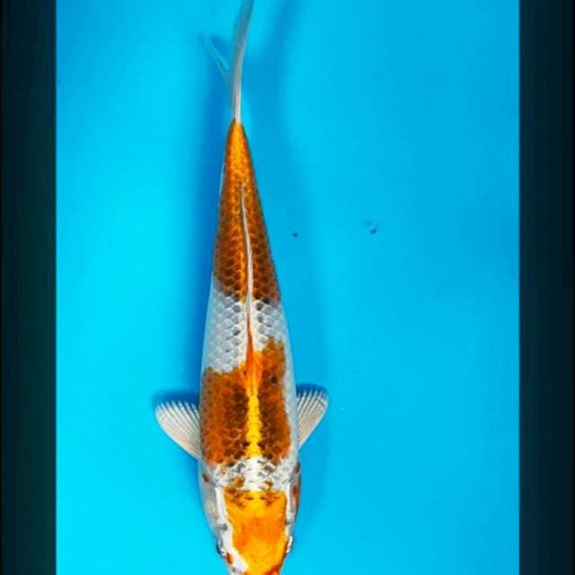 Kujaku jos 26cm male