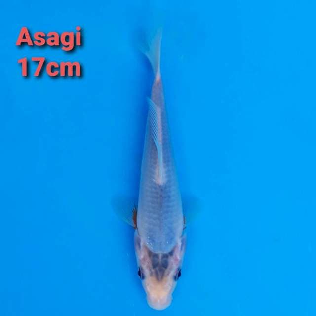 yuki asagi 17cm