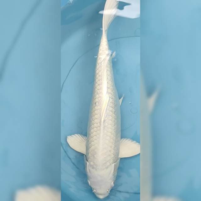 Platinum Ogon grade A