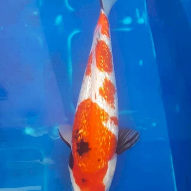 Showa ginrin, 35bu, sex uncheck