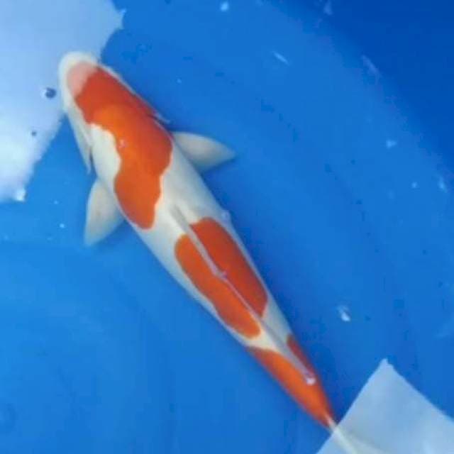 Kohaku doitsu murni 40cm jantan