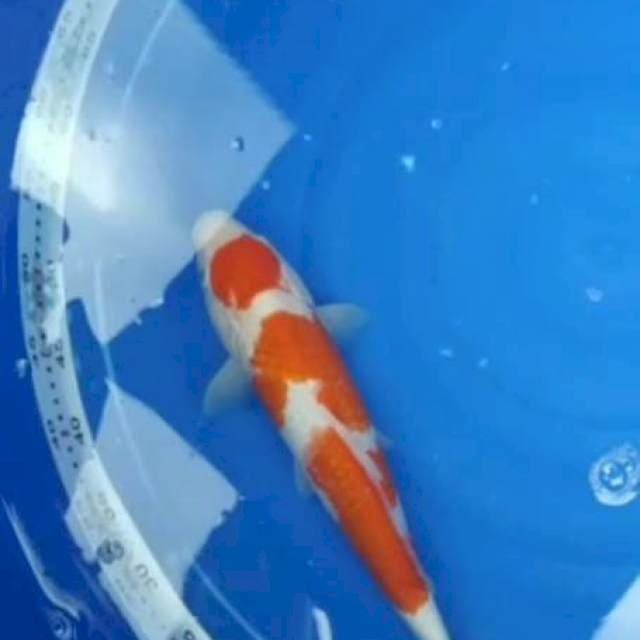 Maruten sanke 40cm jantan