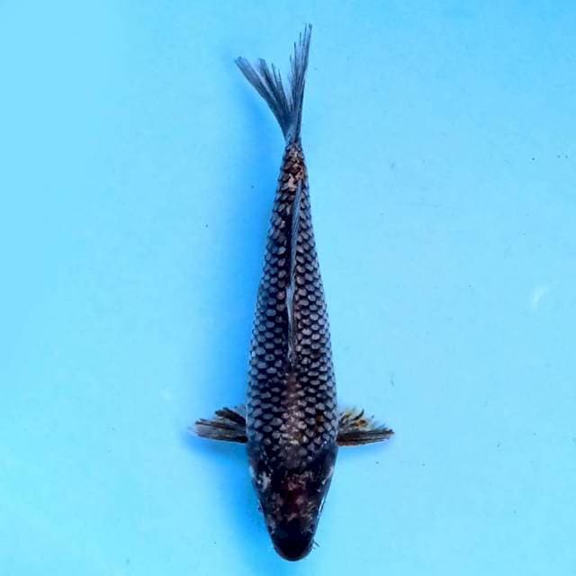 Matsukawabake 19cm