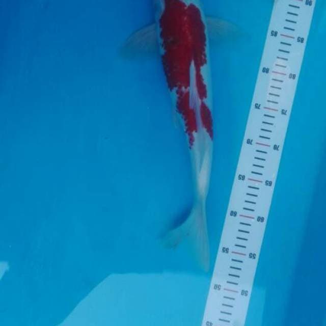 kohaku