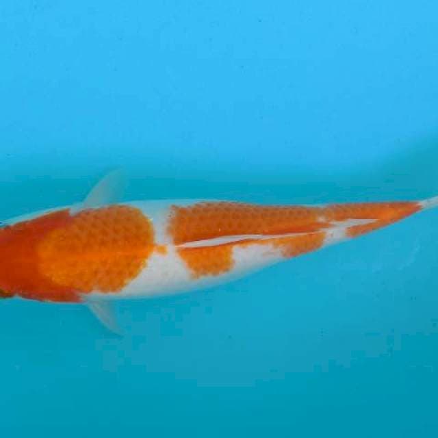 Kohaku hamil
