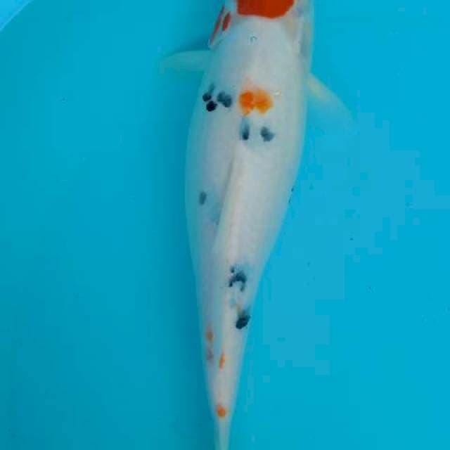 Tanco 30