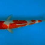Kohaku 35