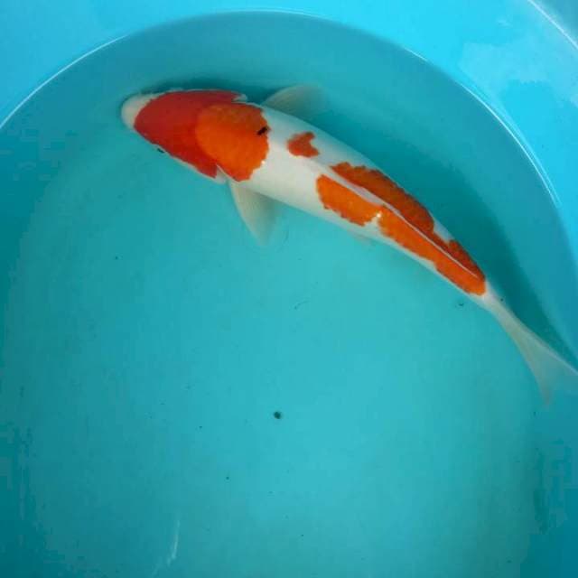 Kohaku