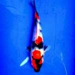 Kindai showa HQ 18 cm