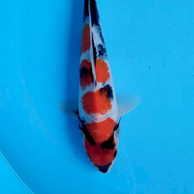 Showa 26cm