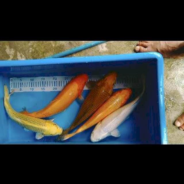 Paket poloss 35-37cm