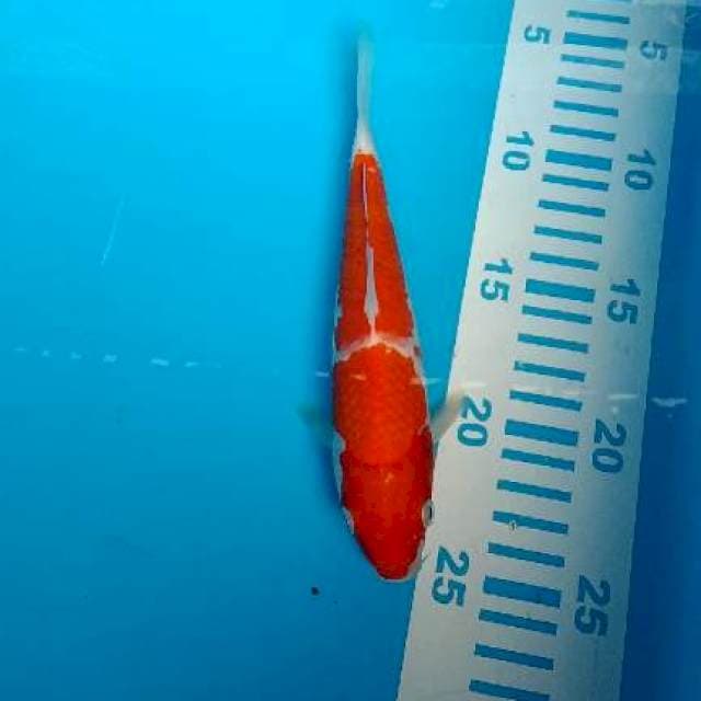 kohaku 2step