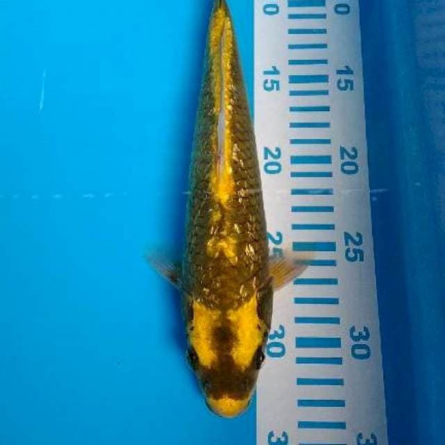 serap kabuto