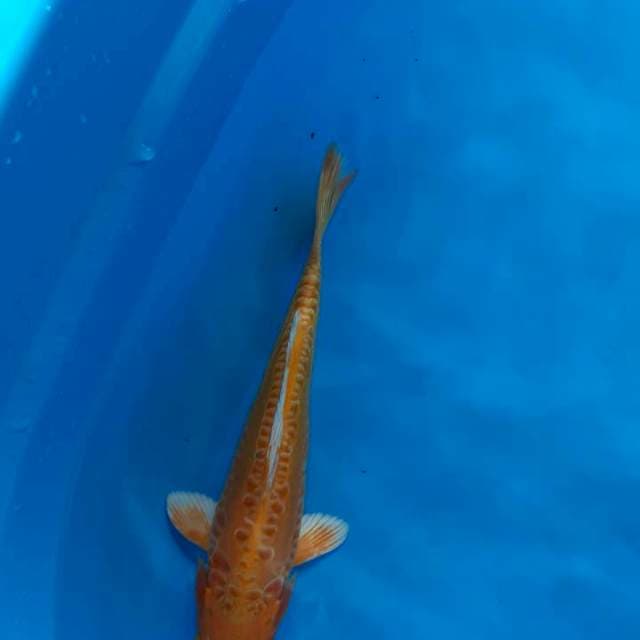 Orenji ogon 29 cm