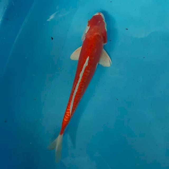 Kikushui 29 cm