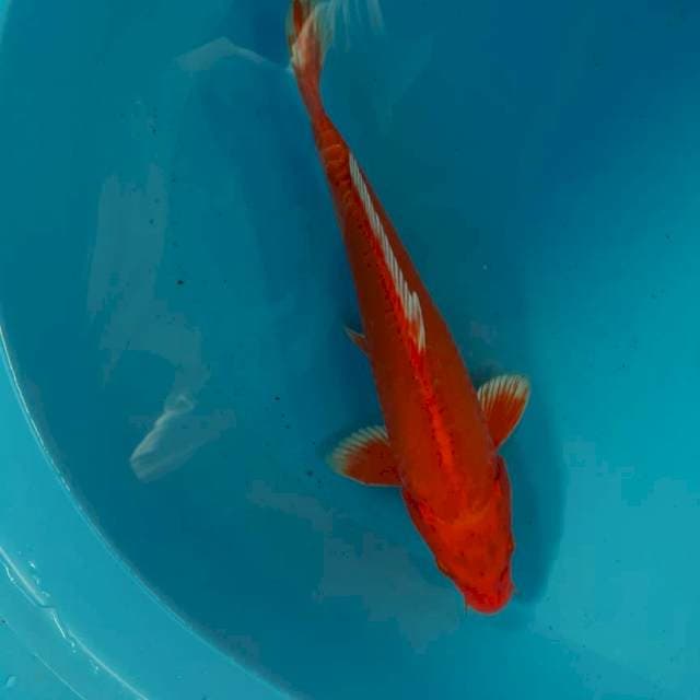 Orenji ogon 29 cm