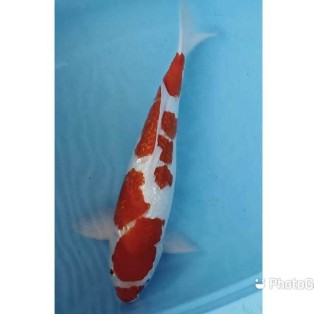 Jumbo Red kohaku 45 cm