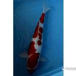Jumbo Red kohaku 45 cm 