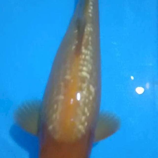 Karasi Merah Punuk 30cm