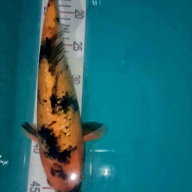 Hi utsuri ginrin 31cm