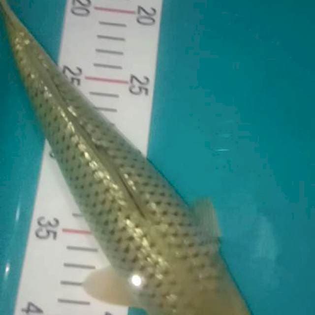 Saragoi ginrin 29cm