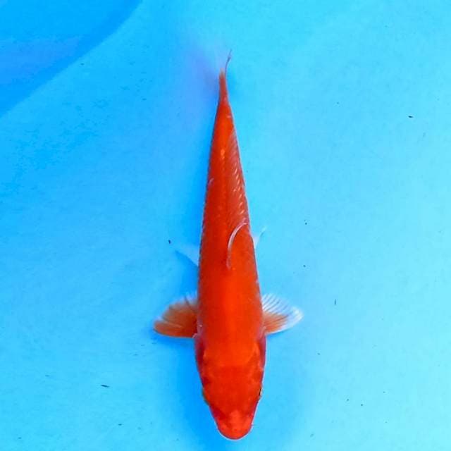 Benigoi 14cm