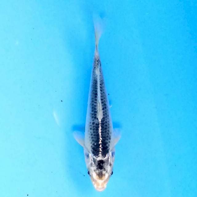 Matsuba 14cm