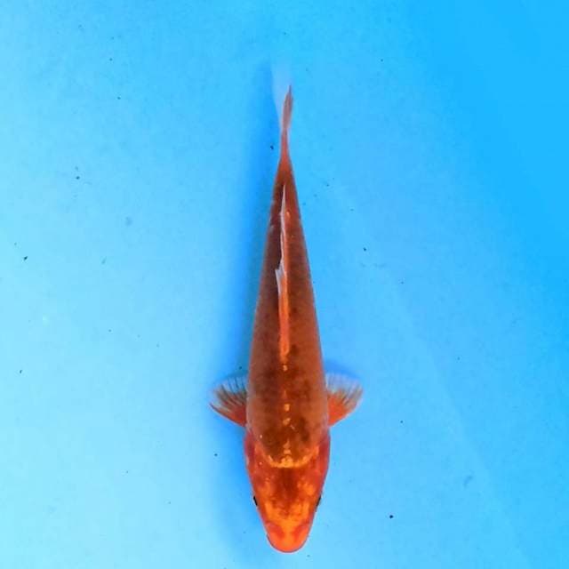 Aka Matsuba 14cm