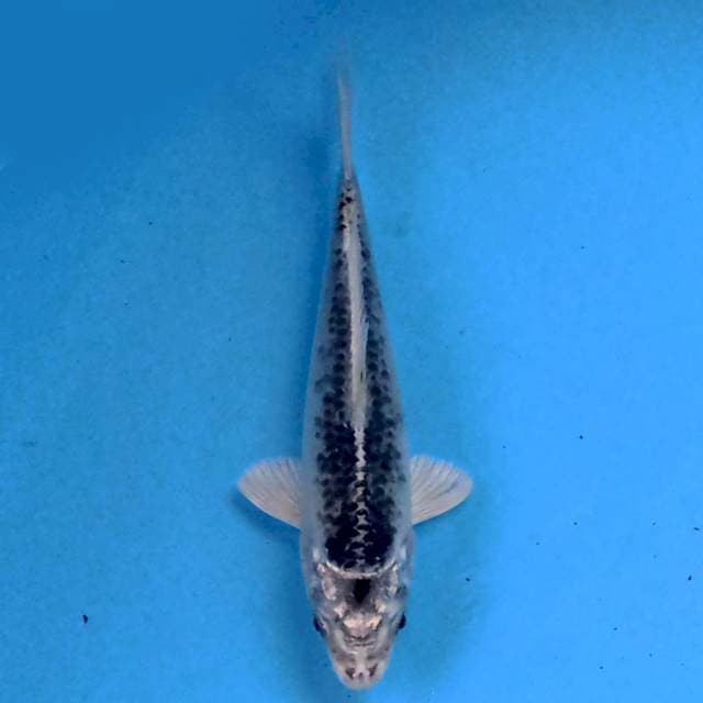 Matsuba 15cm