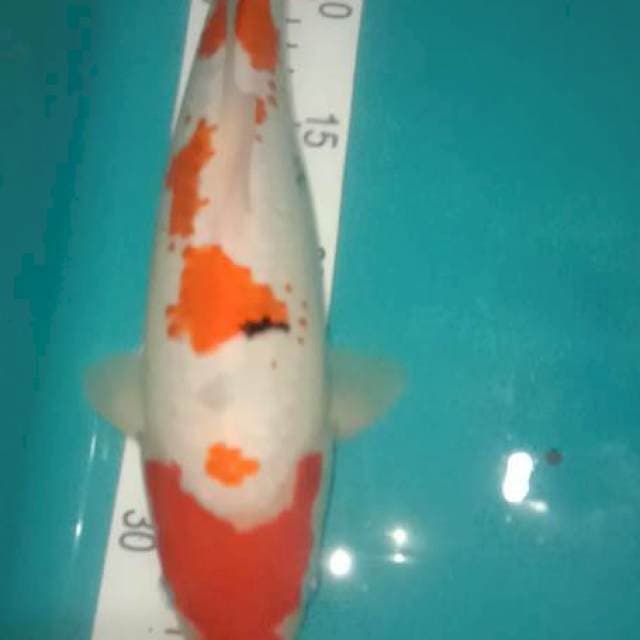 Sanke Punuk 32cm
