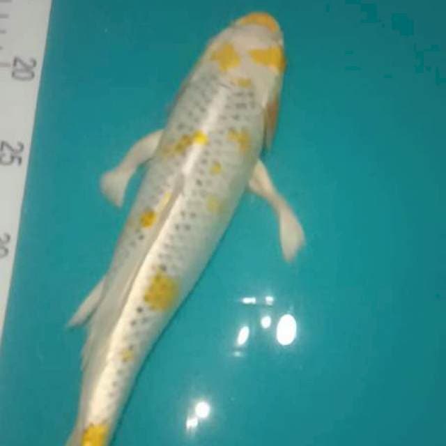 Kumpay Hariwake 33cm