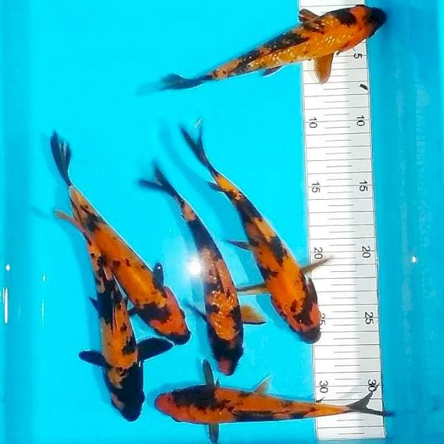 Hiu 6 ekor 17-19cm