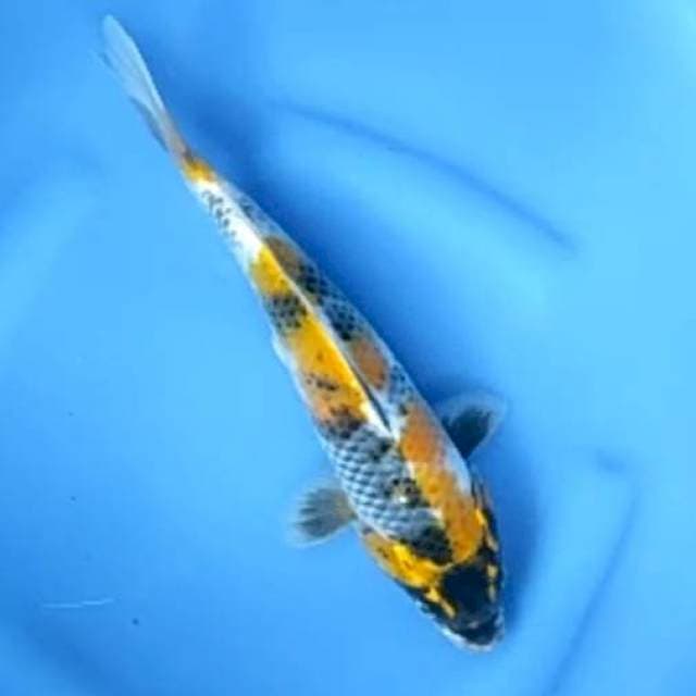 KI SHOWA GRADE # 30CM