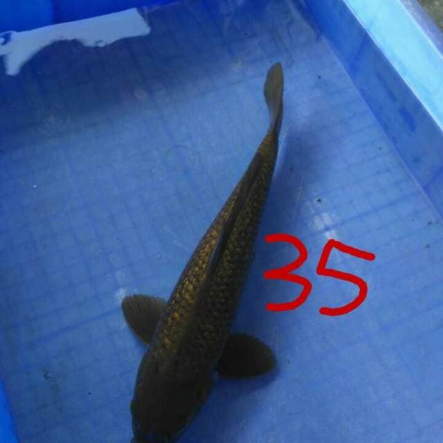 Lumayan 35