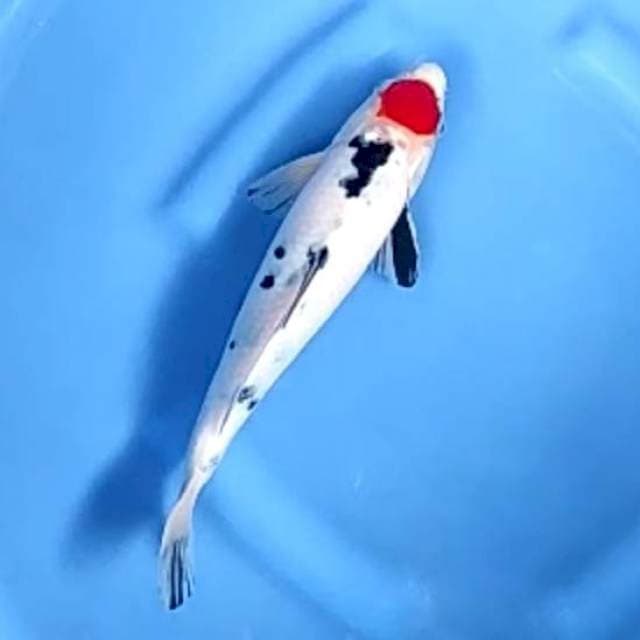 TANCHO # 28CM
