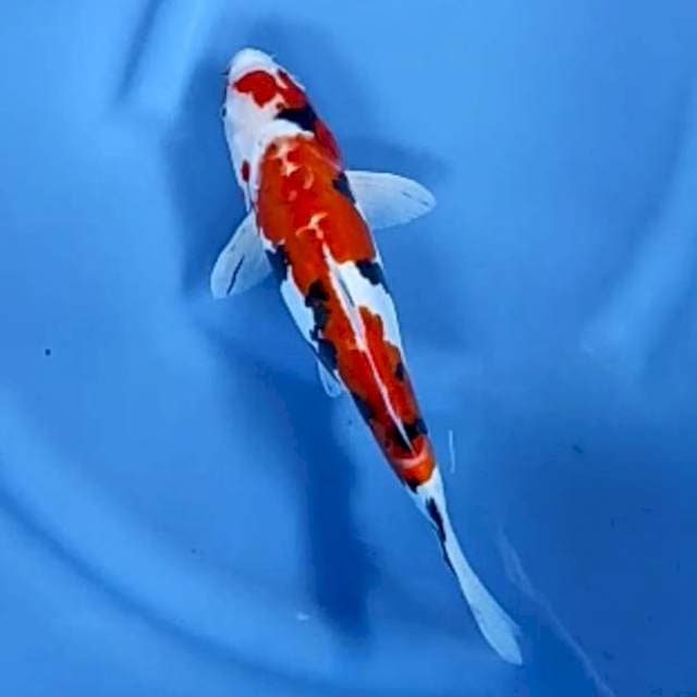 DOITSU SANKE # 32CM