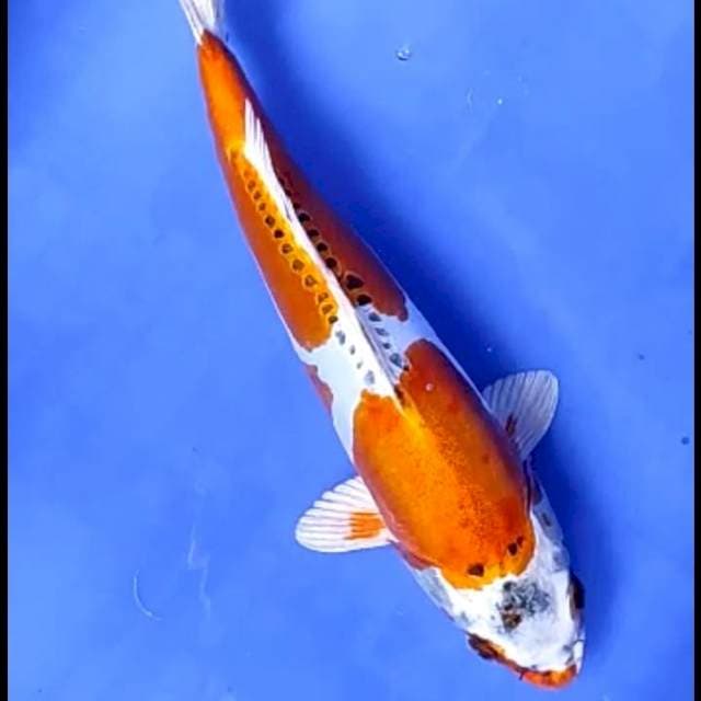 KIKOKURYU # 33CM