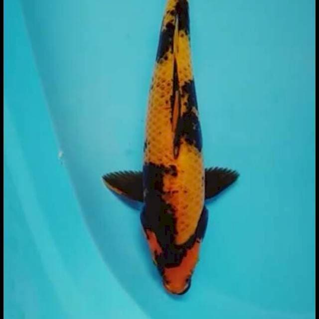 Utsuri 32cm